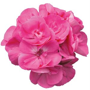Afbeelding van Geranium Staand P12 Moonlight Amelie